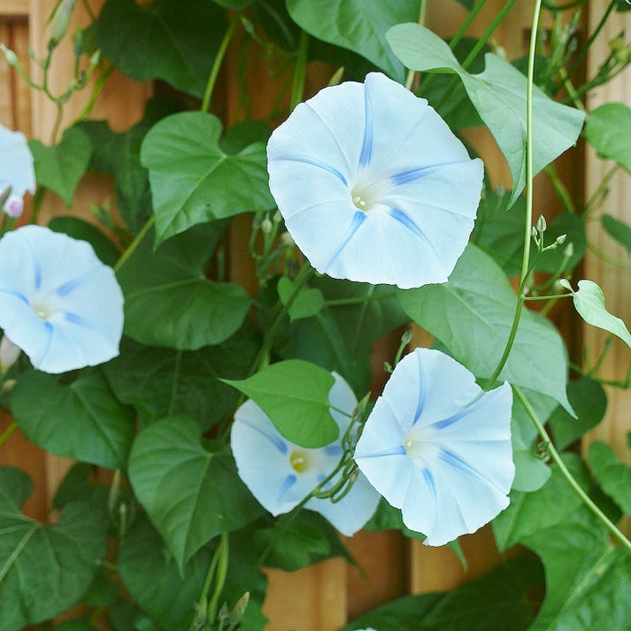 Bulk Morning Glory Seeds Inkspots Bulk Wildflowers