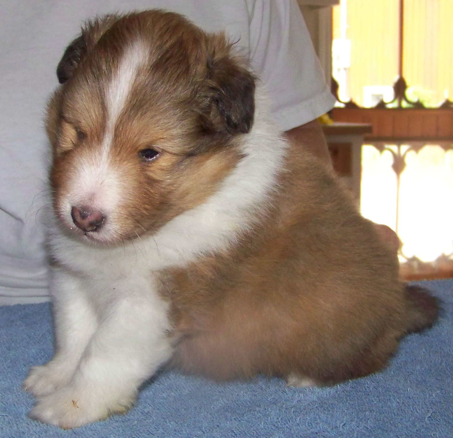 Cisr Shelties Available