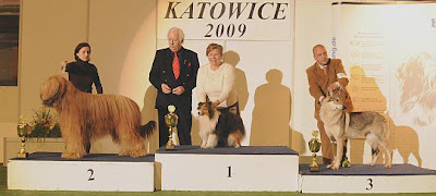 Cool Design Shelties American Born Sheltie Now International Champion