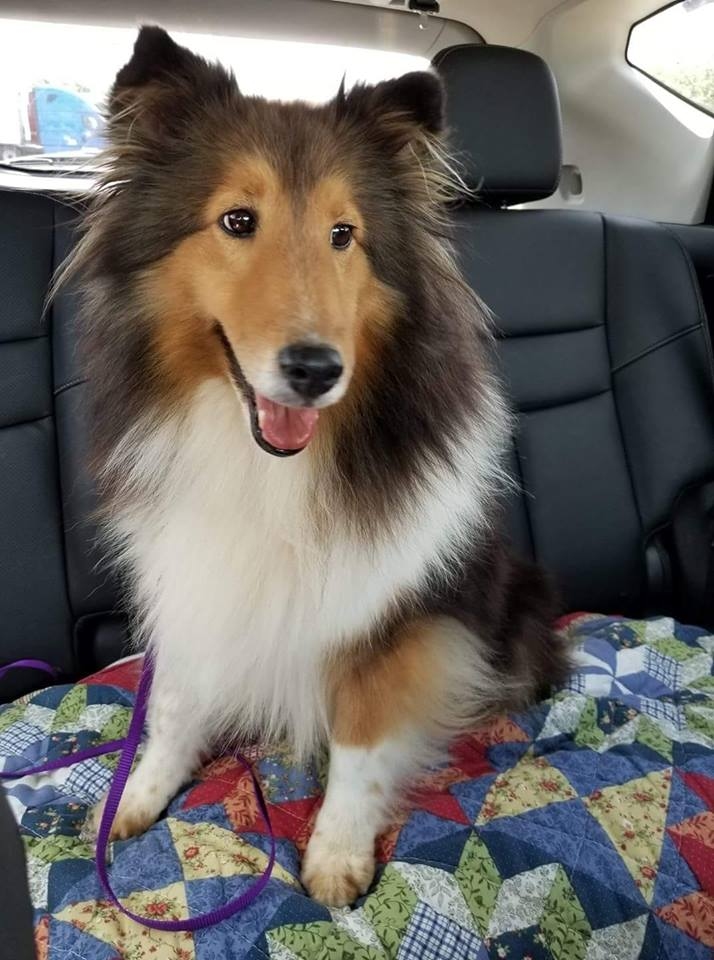 Design Your Dream Sheltie Rescue Now