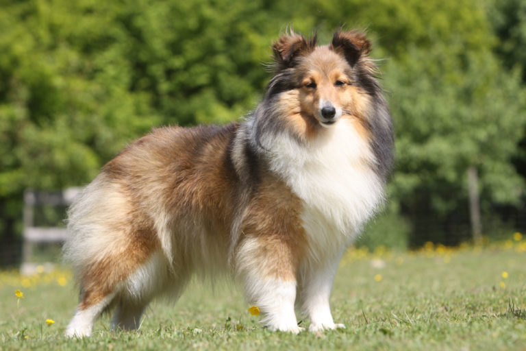 Owalo Design Sheltie Hunderasse