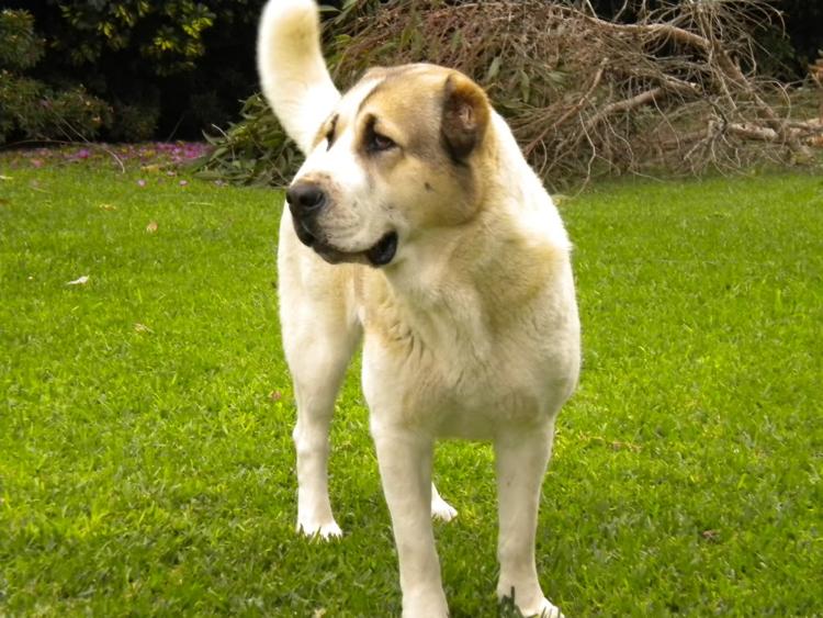 Pastor De Asia Central Razas De Perros Webanimales Com