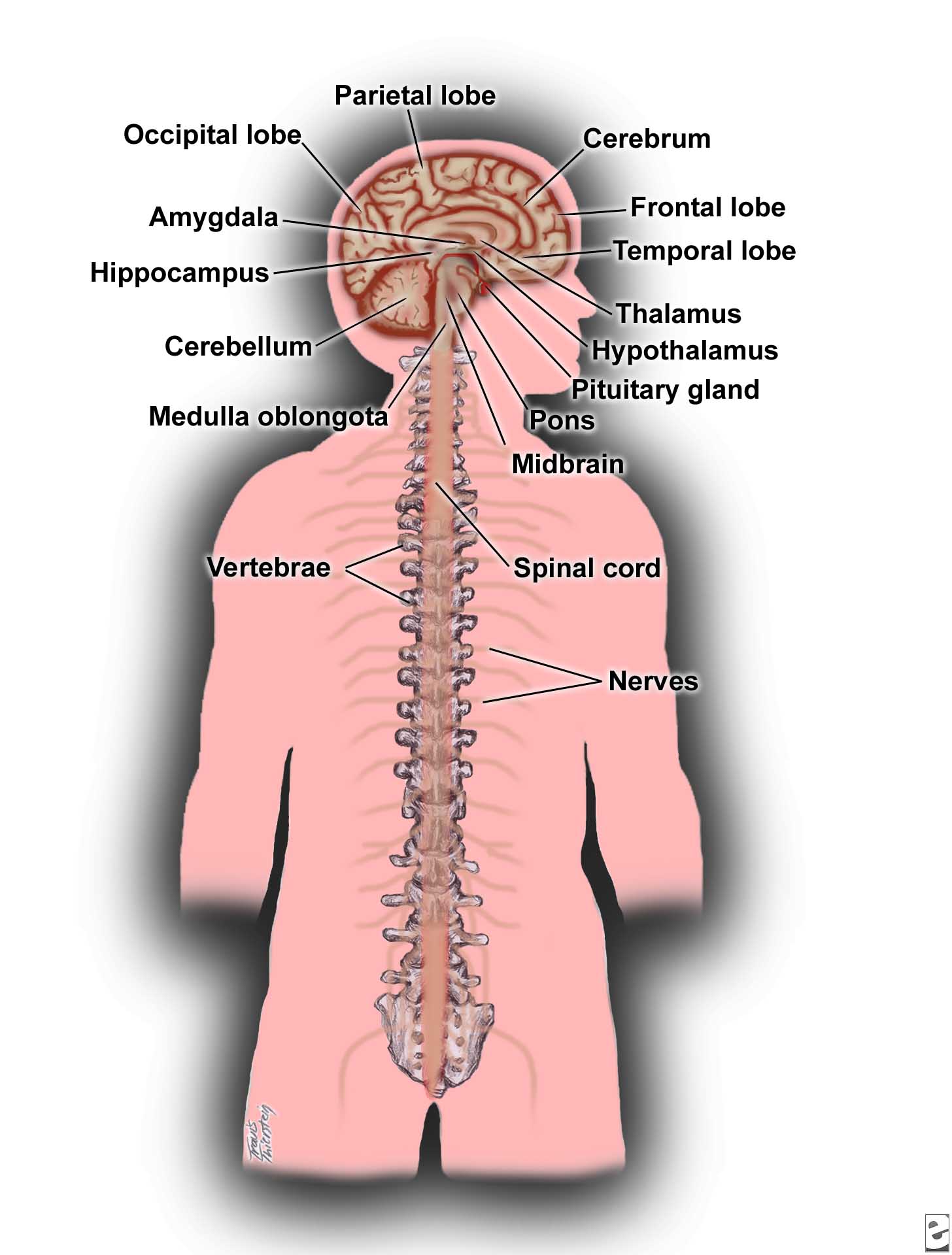 Pics Of The Central Nervous System