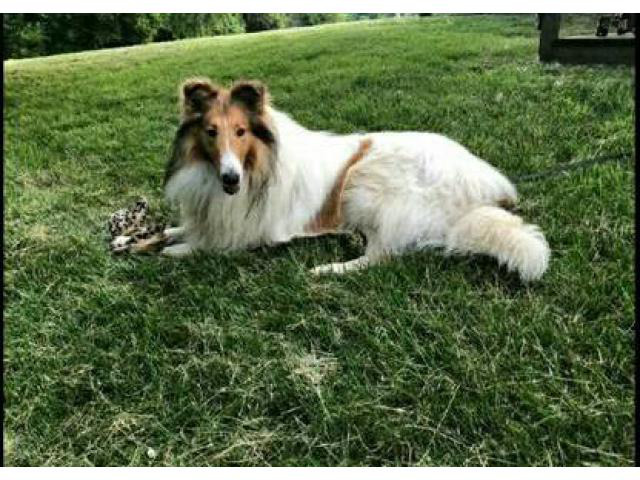 Sable White Rough Collie Collie Puppies For Sale Rough Collie