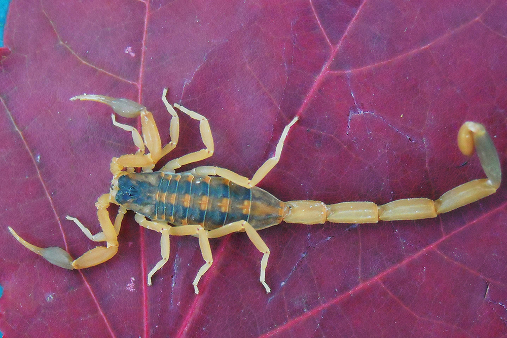 Scorpion Arkansas Guide